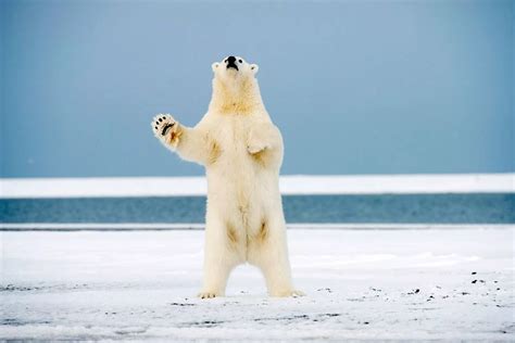 Polar Bear Standing On Hind Legs