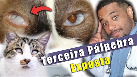 Meu gato está a TERCEIRA PÁLPEBRA aparecendo YouTube