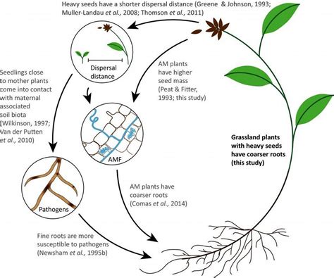 Root Traits Are More Than Analogues Of Leaf Traits The Case For