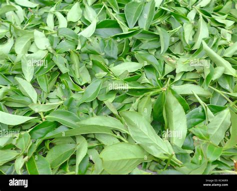 Fresh tea leaves closeup Stock Photo - Alamy