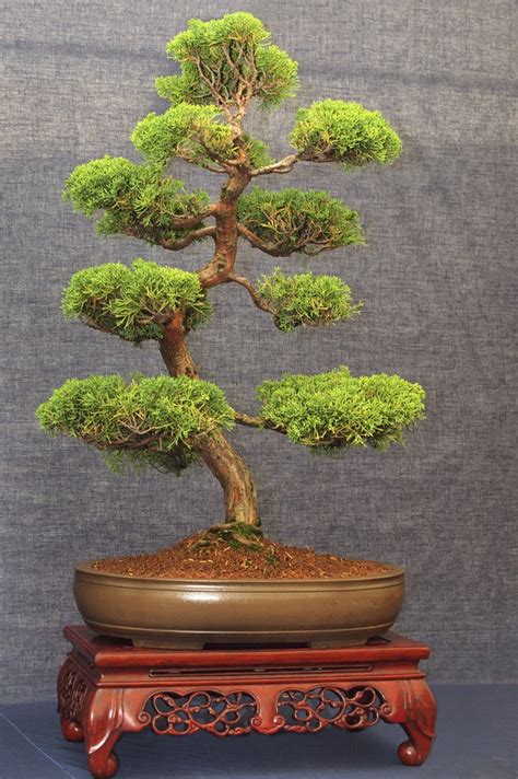 How To Care For Juniper Bonsai Trees Hunker