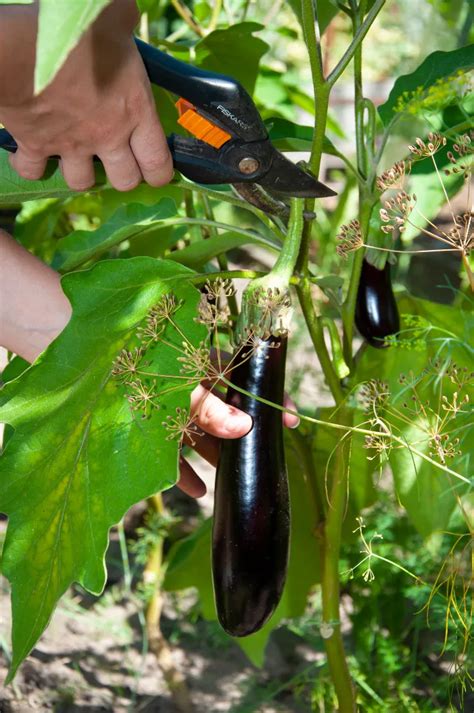 Tailler Les Aubergines Tout Ce Que Vous Devez Savoir