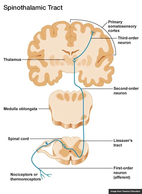 Corticospinal Tract Spinal Cord