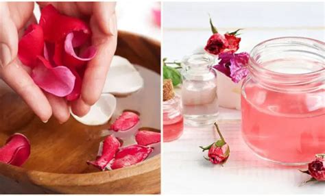 Cómo hacer Agua de Rosas Casera Paso a Paso