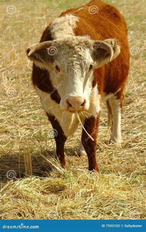 Hereford Cow In Field Stock Photo Image Of Australian