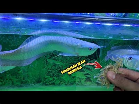 Makanan Ikan Arwana Silver Red Agar Warnanya Bagus Cepat Besar Dan