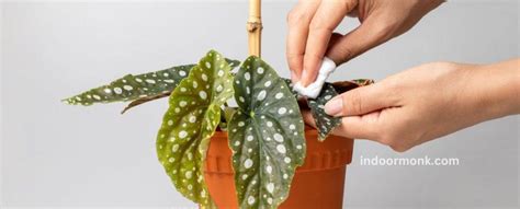 Begonia Maculata Care And Propagation Guide Indoor Monk