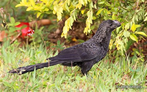 Smooth Billed Ani Crotophaga Ani Peru Aves