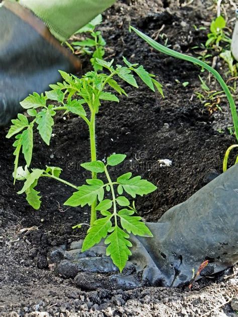 Plantando Alm Cigos Del Tomate En La Tierra Abierta En El Jard N Las