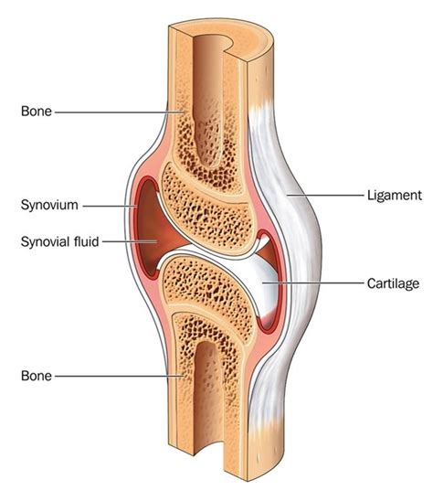 What Is Cartilage Human Anatomy And Physiology Basic Anatomy And