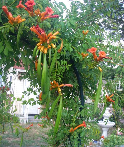 Trumpet Vine Seed Pods Diane Flickr