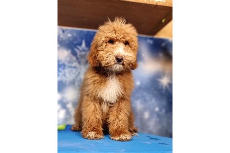 Labradoodle Labradoodle Yavru Istanbul Labradoodle Yavru K Pek