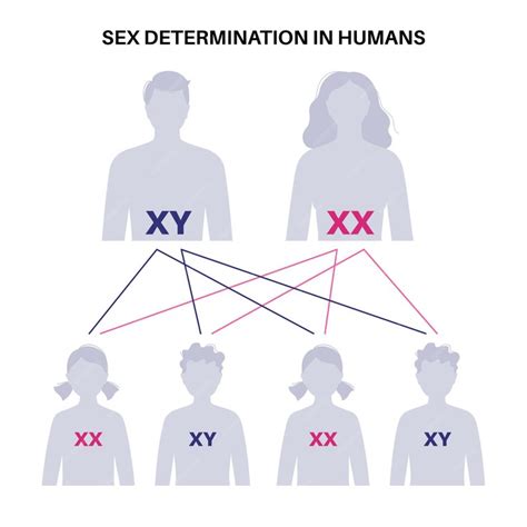 Premium Vector Sex Determination In Humans Male And Female Sperm And Eggs X And Y Chromosomes