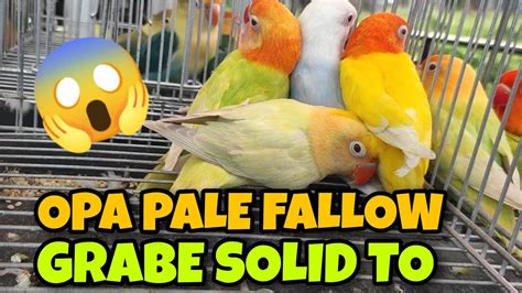 TIANGGEAN NG LOVE BIRDS SA BOCAUE BULACAN PET MARKET SUPER DAMING SALE