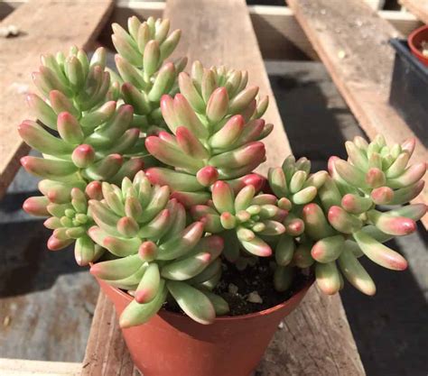 On Sale Sedum Aurora Succulent Plant Plantly