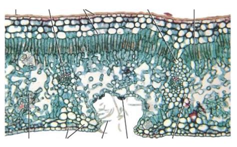 Xerophytic Dicot Leaf Diagram Quizlet