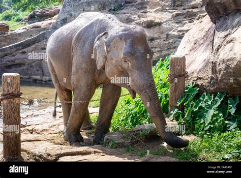 Pinnawala Sri Lanka August Asian Elephants Walking In A