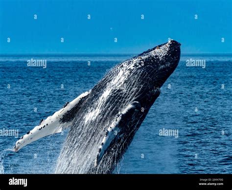 Humpback Whale Megaptera Novaeangliae Breaching In The Waters Of