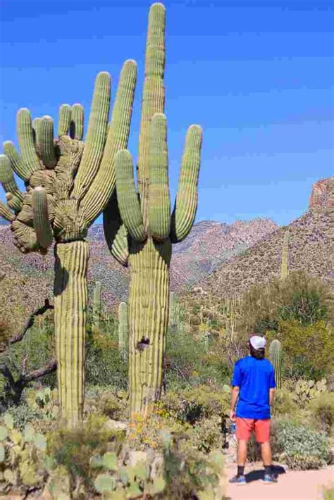 Saguaro Cactus Facts Adaptation How To Grow American Gardener