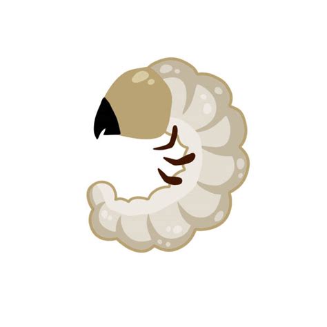 Free Clipart June Bug
