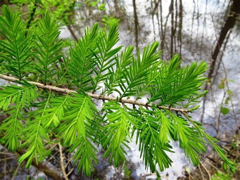 bald-cypress-leaf-1 – La Tejana Tree Sales