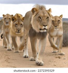 4 Pride Of Lions Images, Stock Photos & Vectors | Shutterstock