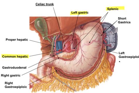 Lab 14 15 Stomach Spleen Duodenum Pancreas Jejunum Illium