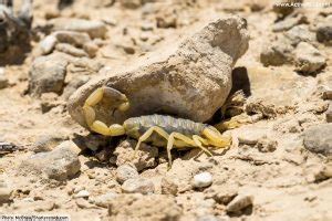 Deathstalker Scorpion Facts, Pictures & Info. Meet A Deadly Scorpion