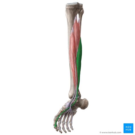 Flexor Hallucis Longus Muscle Anatomy