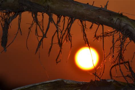 Free Images Tree Nature Branch Light Sunset Sunlight Morning