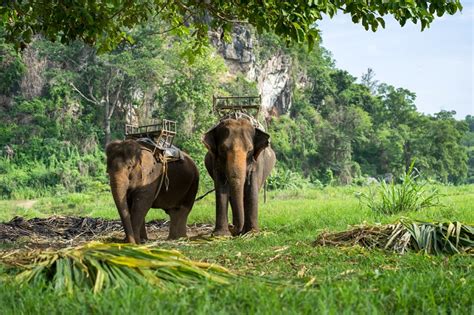 Elephantcamp Koh Chang Ban Kwan Chang - Chic Choolee