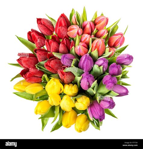 Tulips With Water Drops Spring Flowers Bouquet Red Pink Yellow