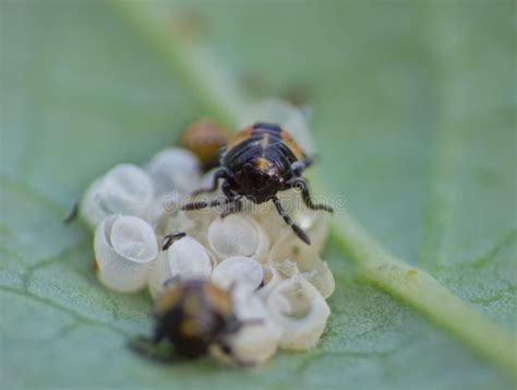 Baby Stink Bugs Stock Image Image Of Arthropoda Garden 271553325