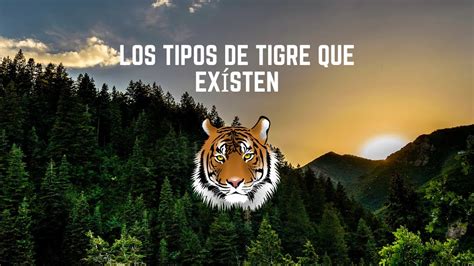 Los Tipos de Tigre que Exísten YouTube