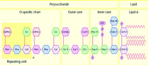 Chemical structure of endotoxin | Download Scientific Diagram