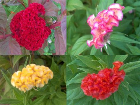 plant guide celosia argentea var cristata crested celosia