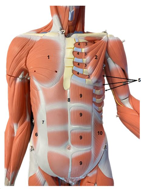 BIO 201 Trunk Abdomen Muscles Anterior View Diagram Quizlet