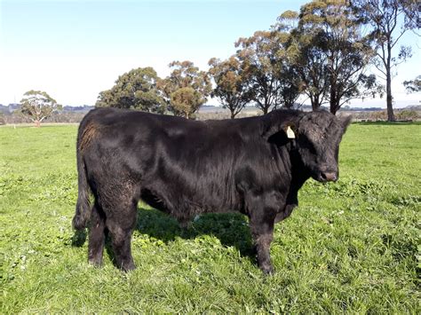 Welsh Black Cattle for sale — Australian Welsh Black Cattle Society