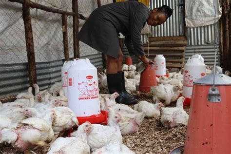 Caroline Oloo What I Learnt After Investing Sh 180000 In Chicken Farming