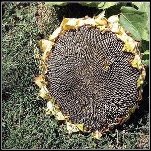 Sunflower Mongolian Giant Oroseeds