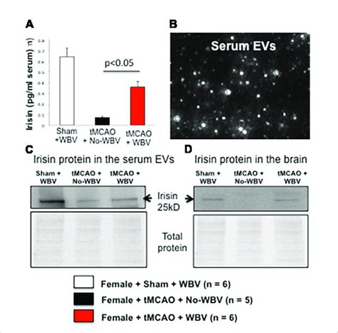 A Irisin Levels In Serum B Image Showing Isolated Exosomes Using