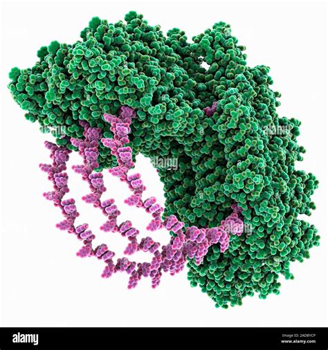 Tobacco Mosaic Virus Coat Protein Computer Model Showing The Helical