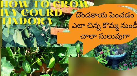 How To Grow Ivy Gourdtindora దొండపాదు Donda Mokkalu From Cutting