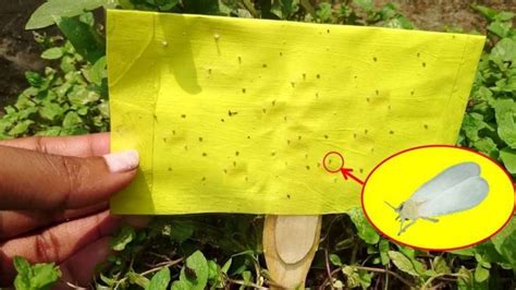 Trampas Crom Ticas Para Atrapar Y Eliminar Insectos De La Huerta Y El