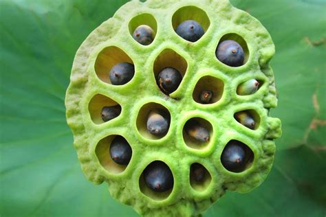 Mental Health 101 Understanding Trypophobia Insurdinary