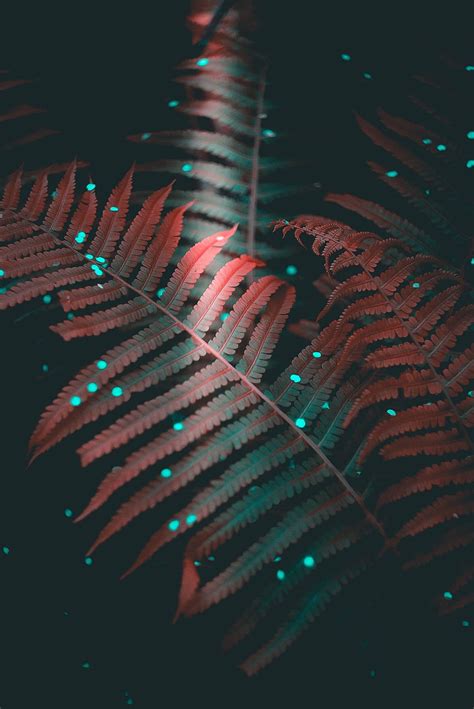 Leaves Macro Shine Light Fern Carved HD Phone Wallpaper Pxfuel