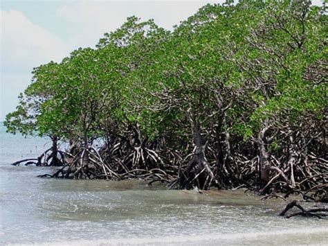 Plantation Campaign 500 Mangrove Saplings Planted For A ‘greener