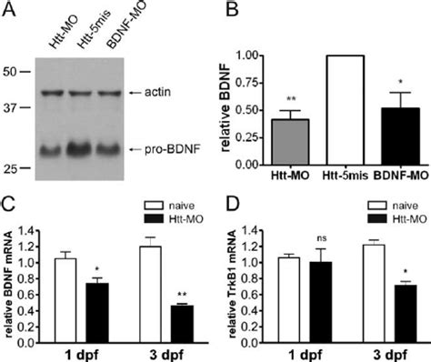 Reduced BDNF Levels In Htt MO Injected Zebrafish A Western Blot Of