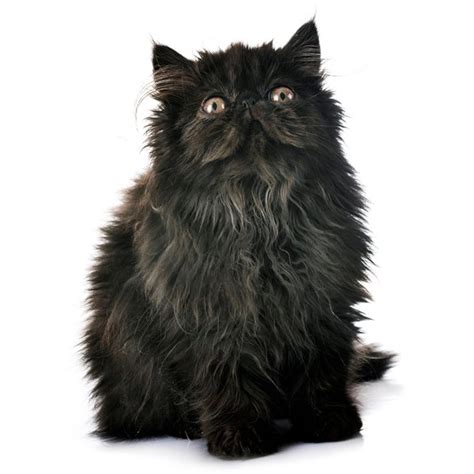 Exotic Longhair Cat Breed