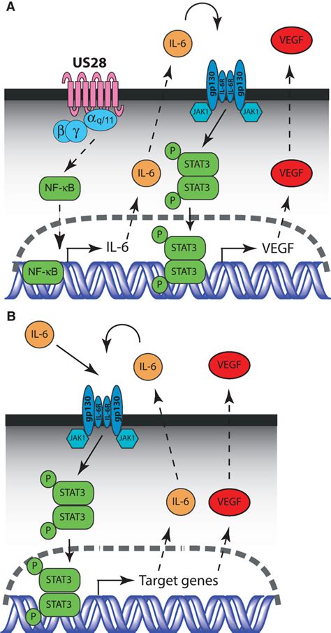 HCMV Encoded Chemokine Receptor US28 Mediates Proliferative Signaling